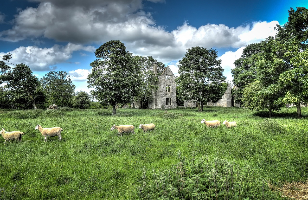 green landscape sheep free photo