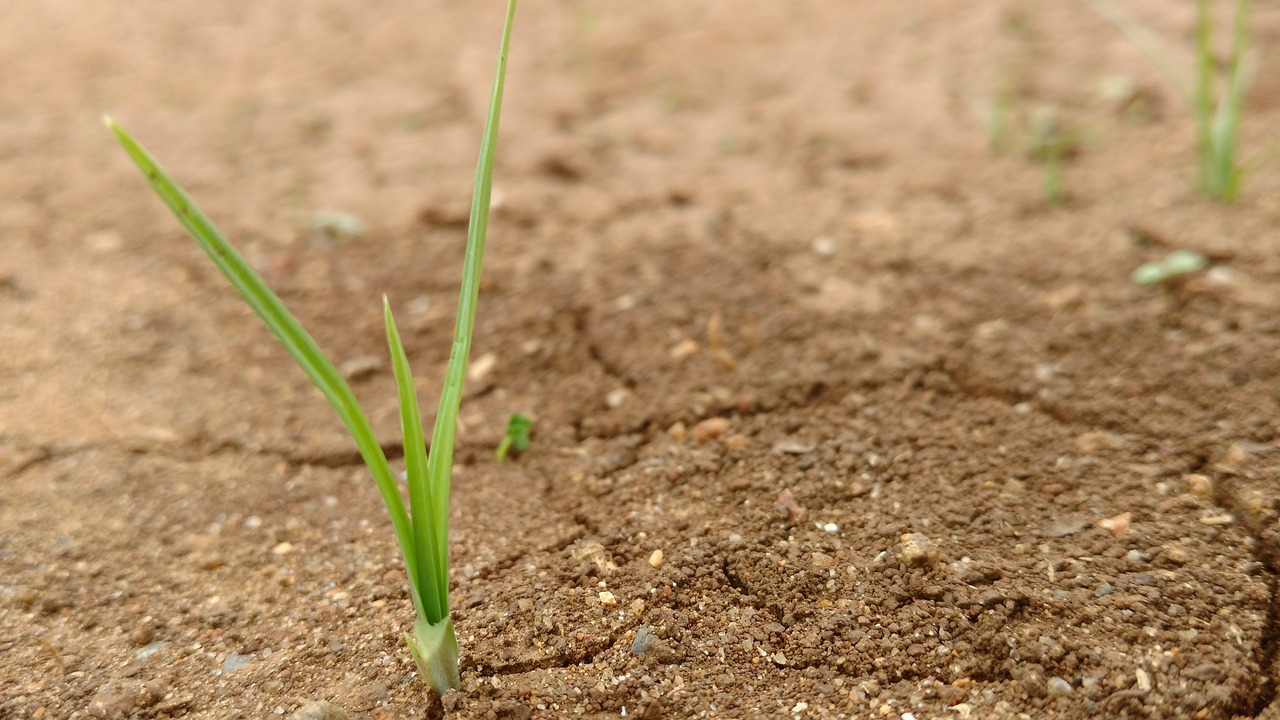 green sand grass free photo