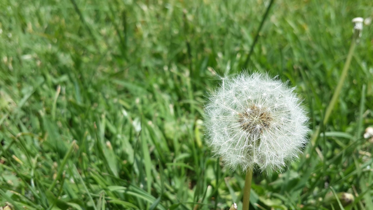 green background white free photo