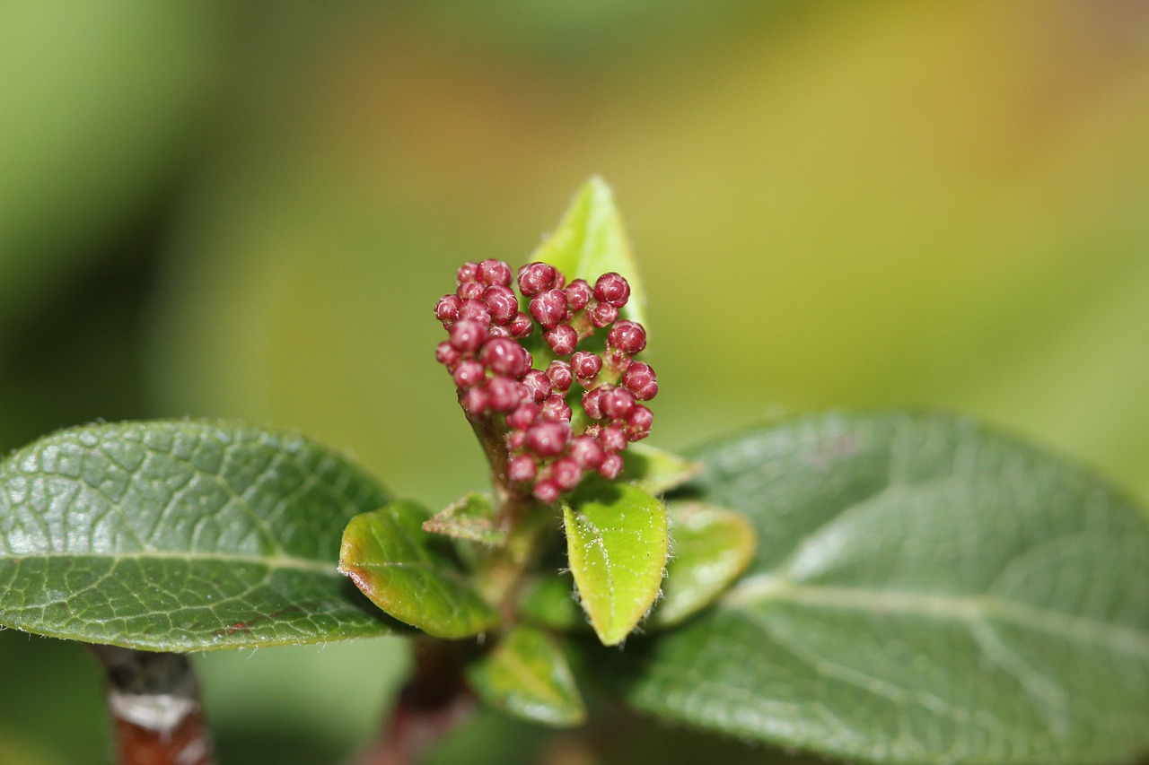 green macro summer free photo