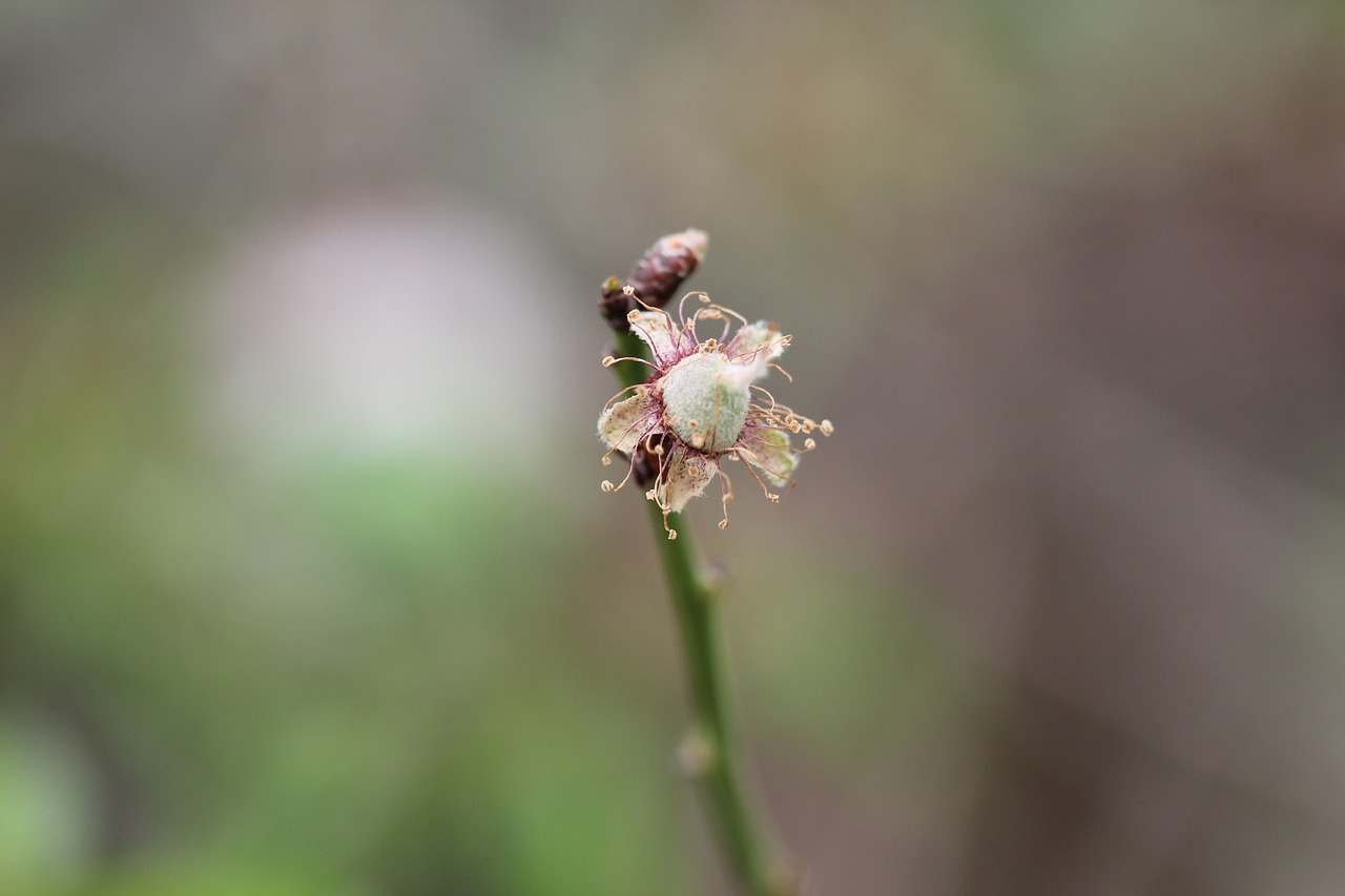 green flower background free photo