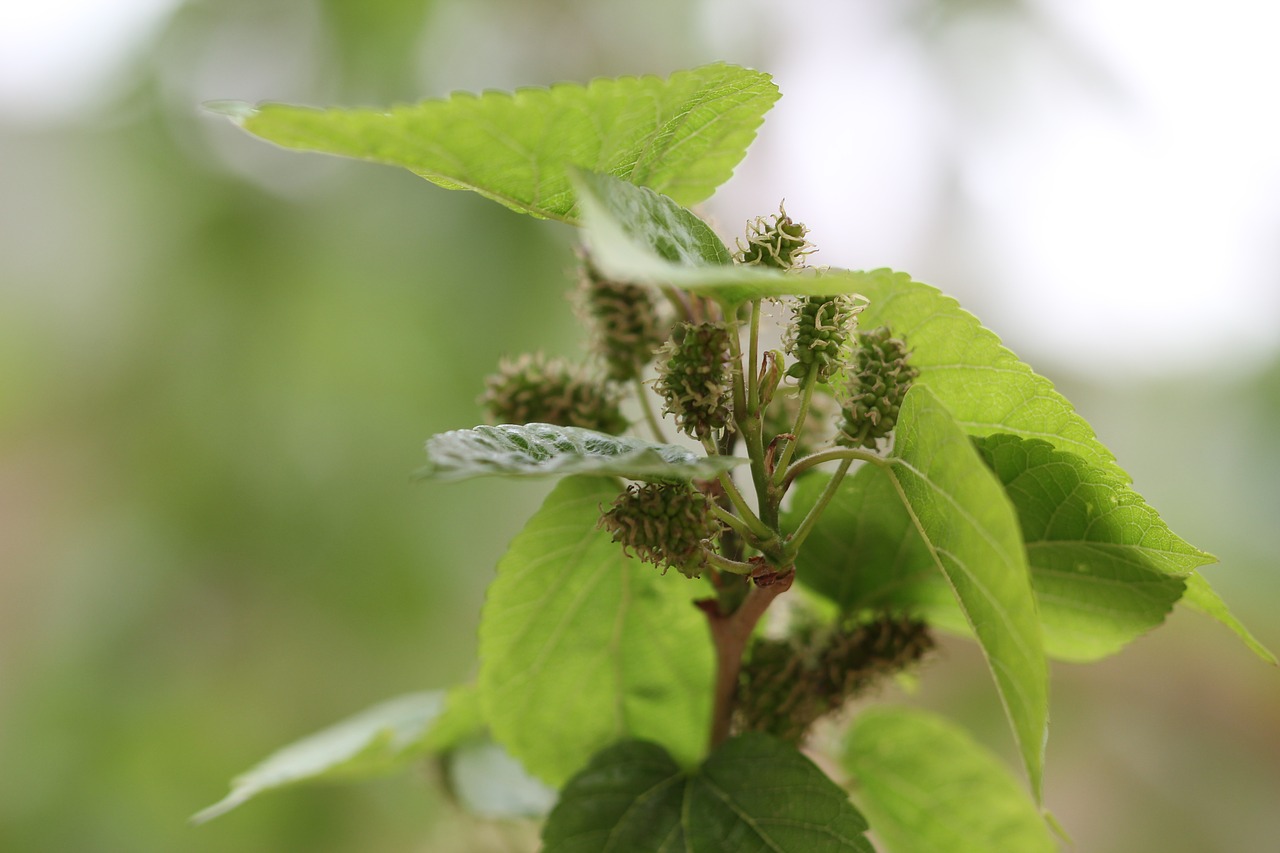 green plant background free photo