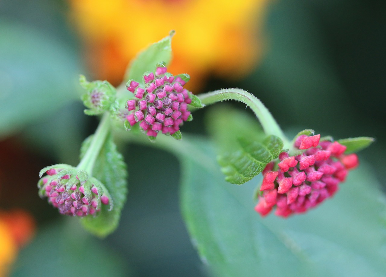 green plant background free photo