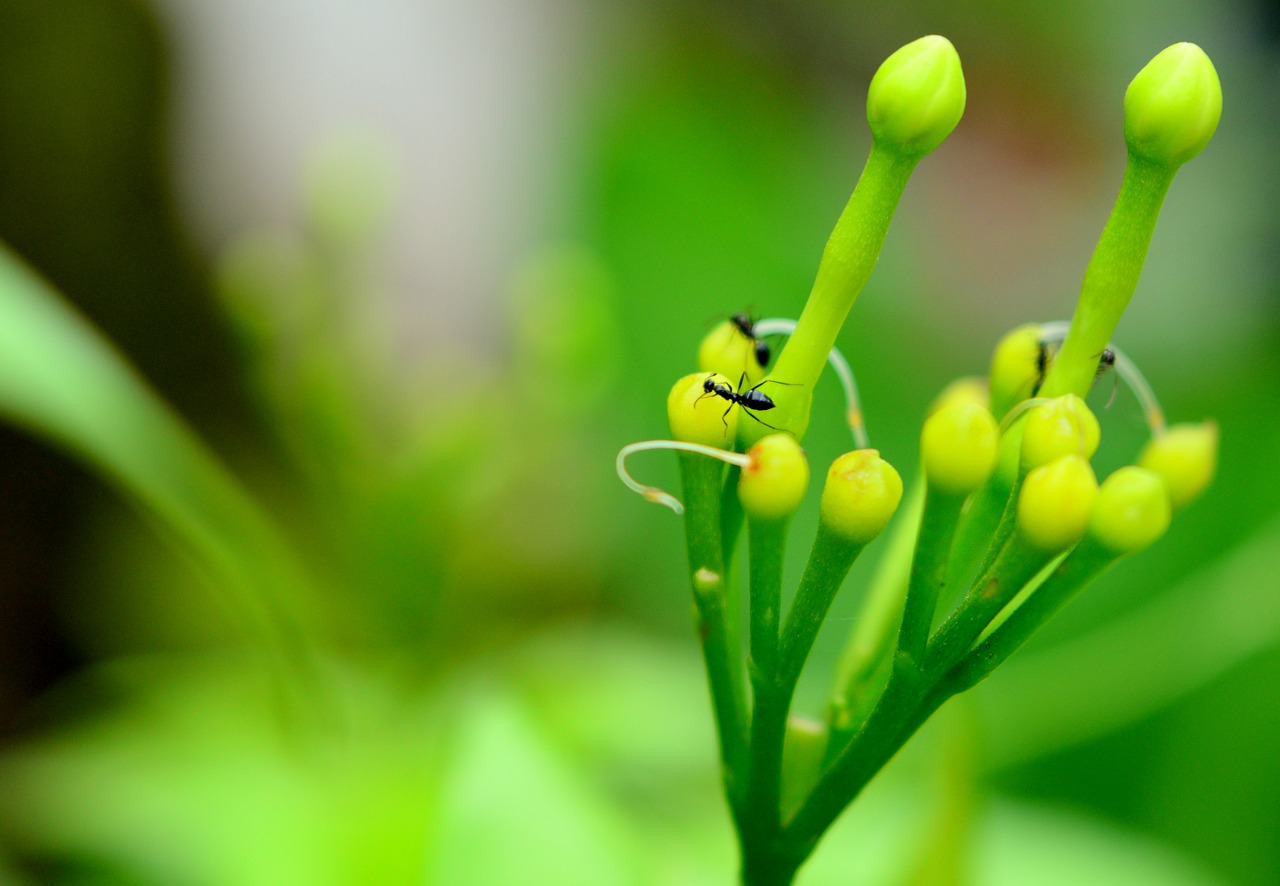 green bluriness ant free photo