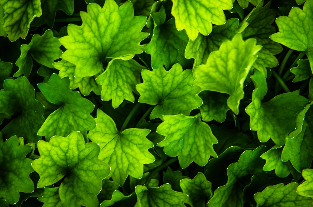 green leaf green leaves free photo