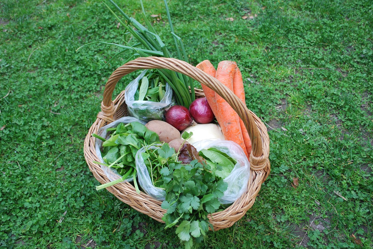 green carrot food free photo