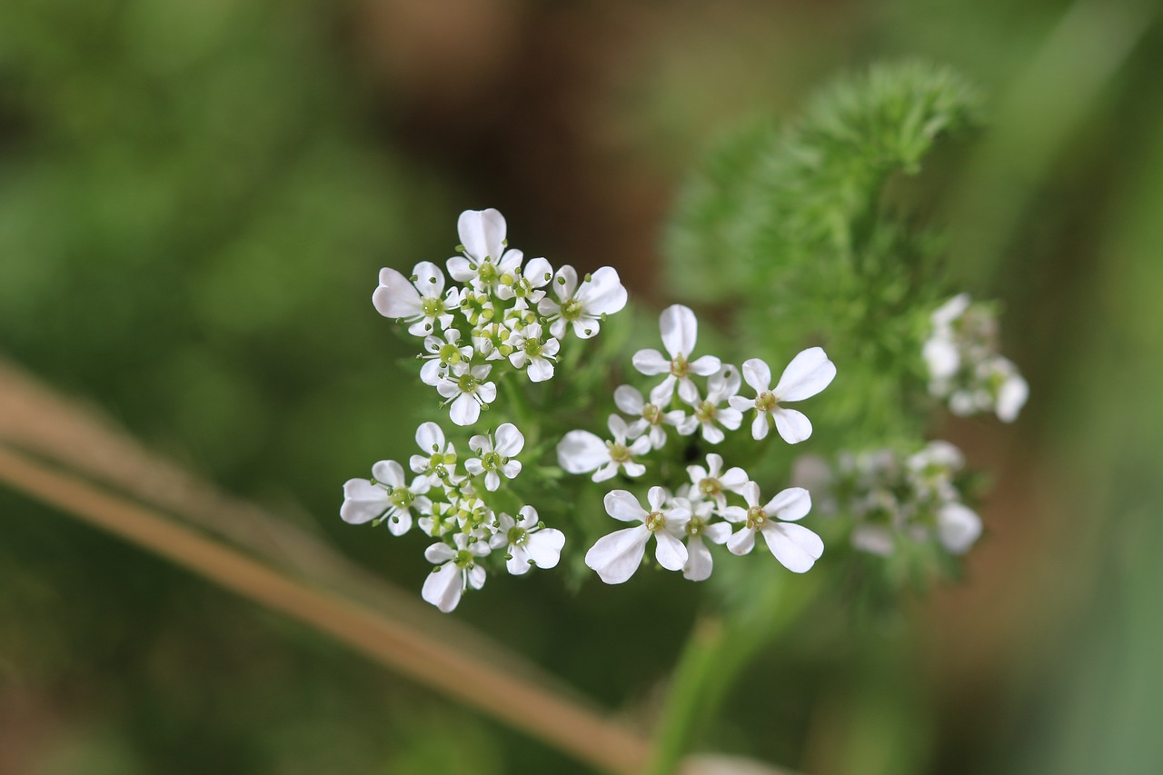 green white flower free photo