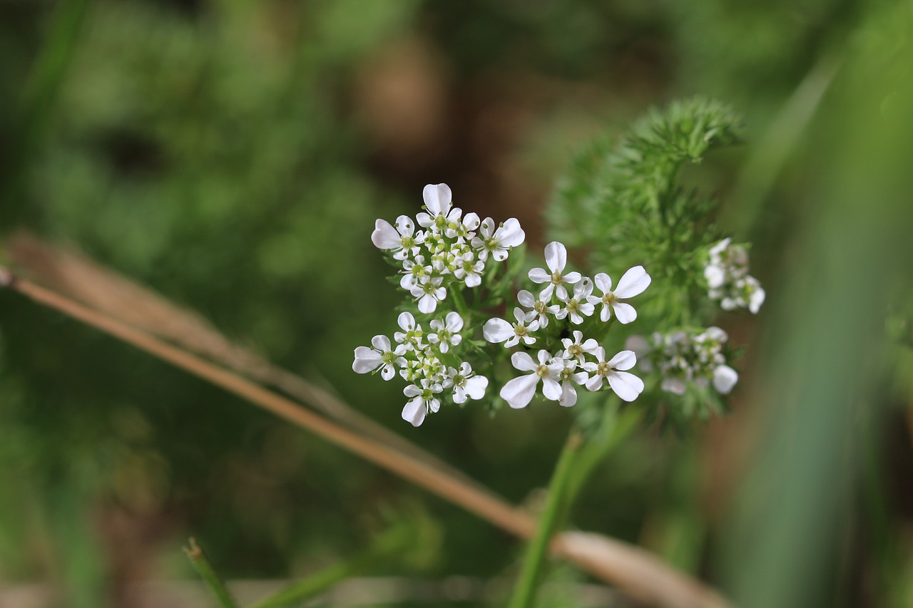 green white flower free photo