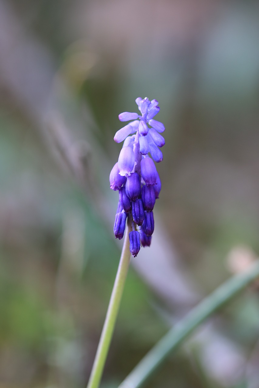 green purple flower free photo