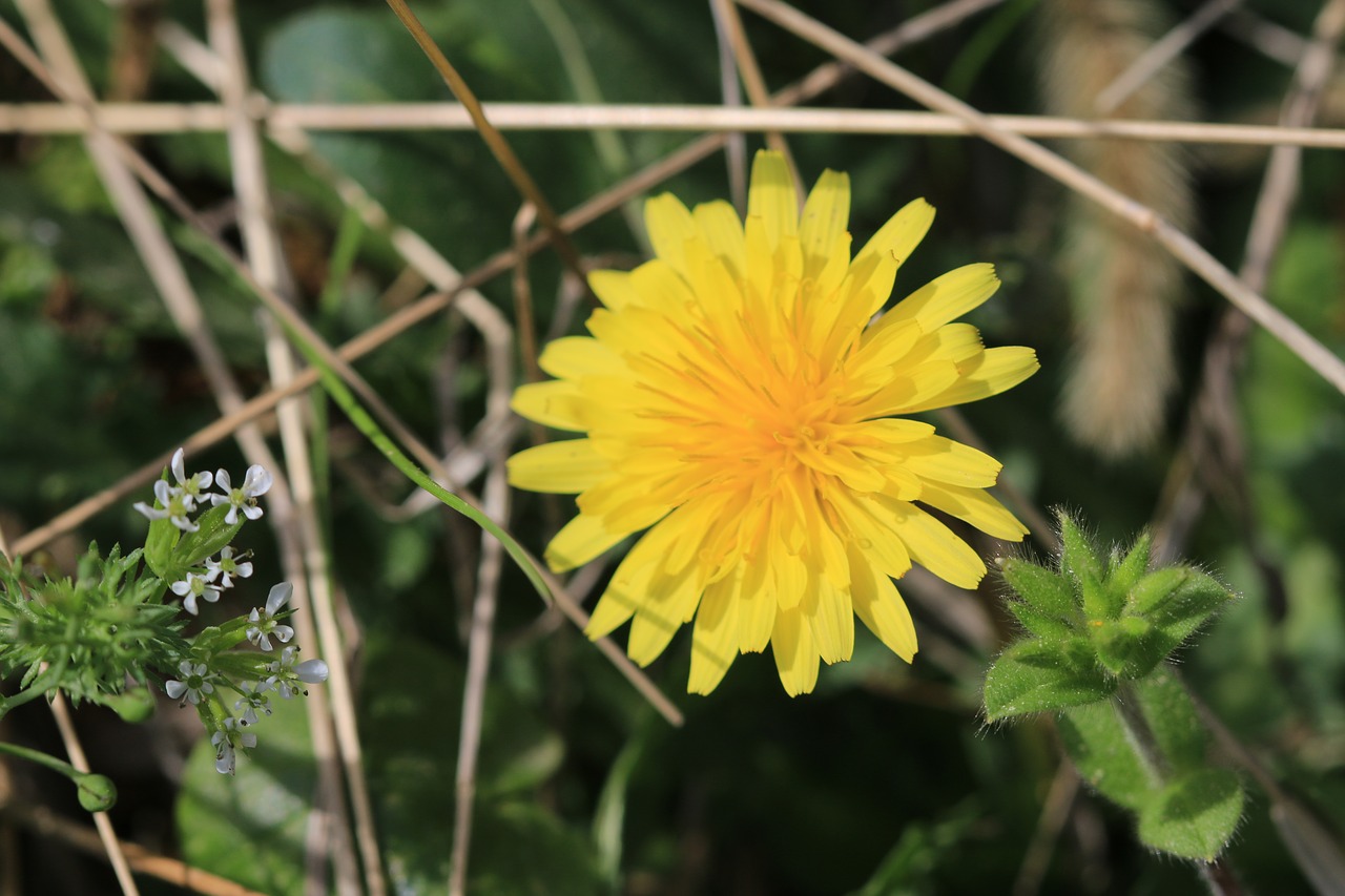 green yellow flower free photo