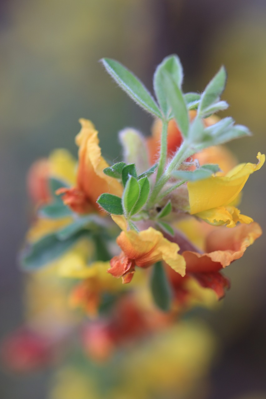 green yellow flower free photo