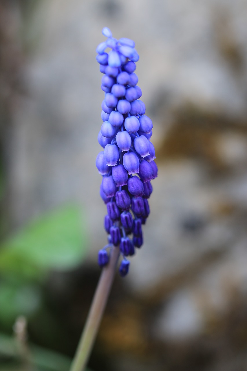 green purple flower free photo