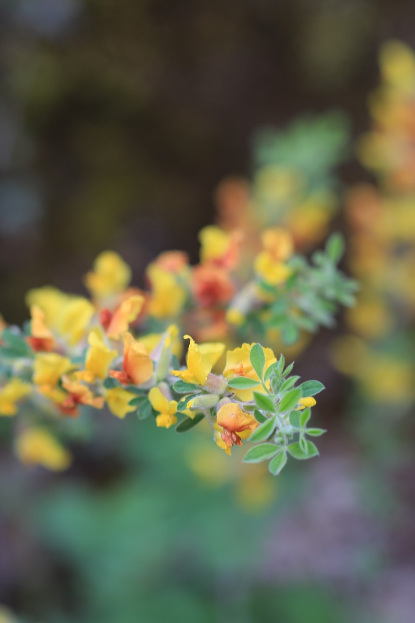 green yellow flower free photo