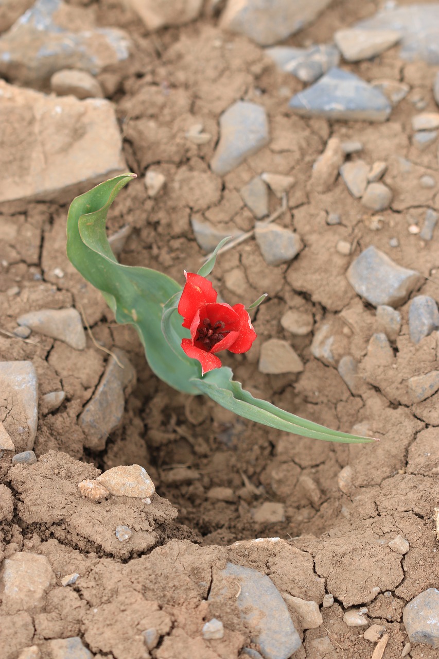 green red flower free photo