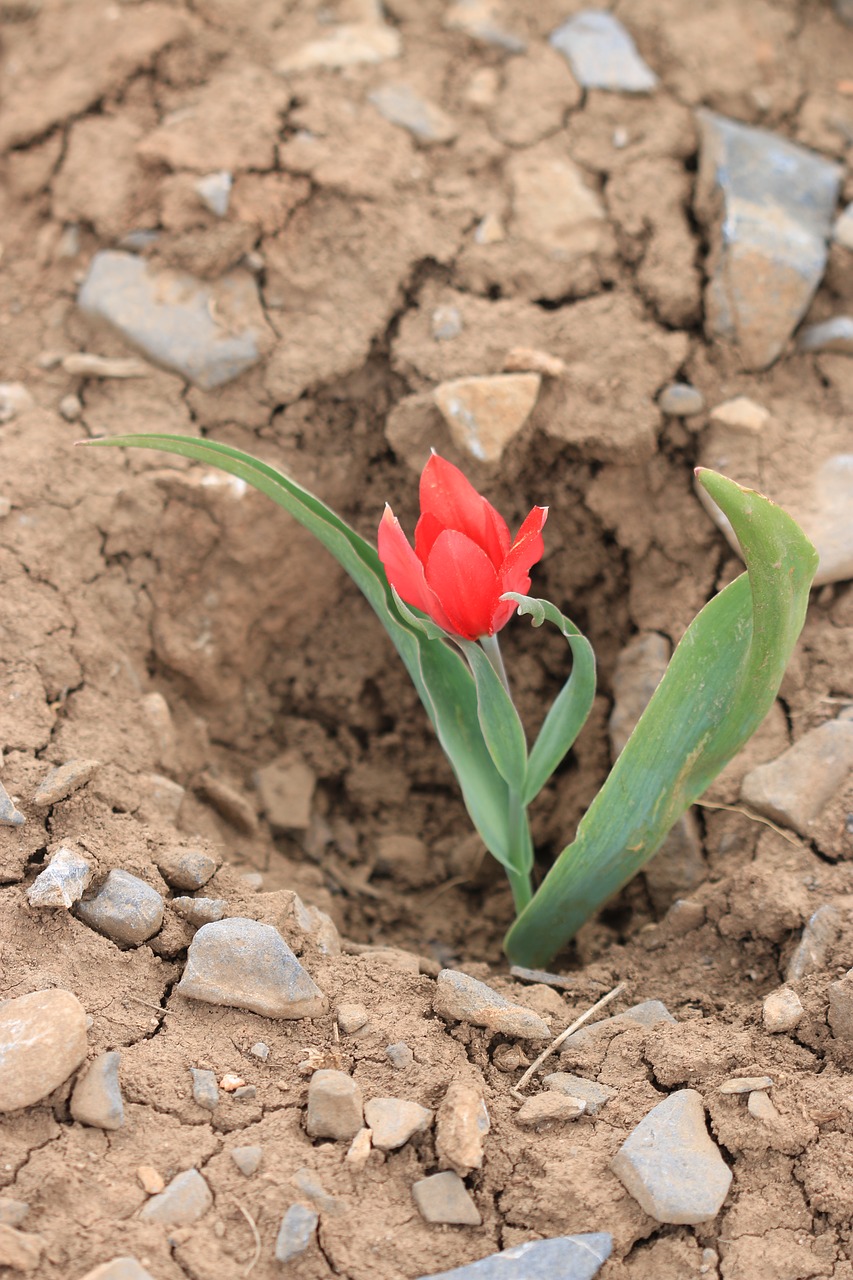 green red flower free photo