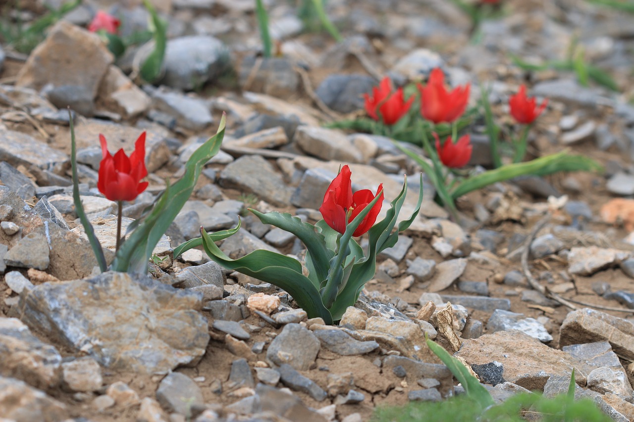 green red flower free photo