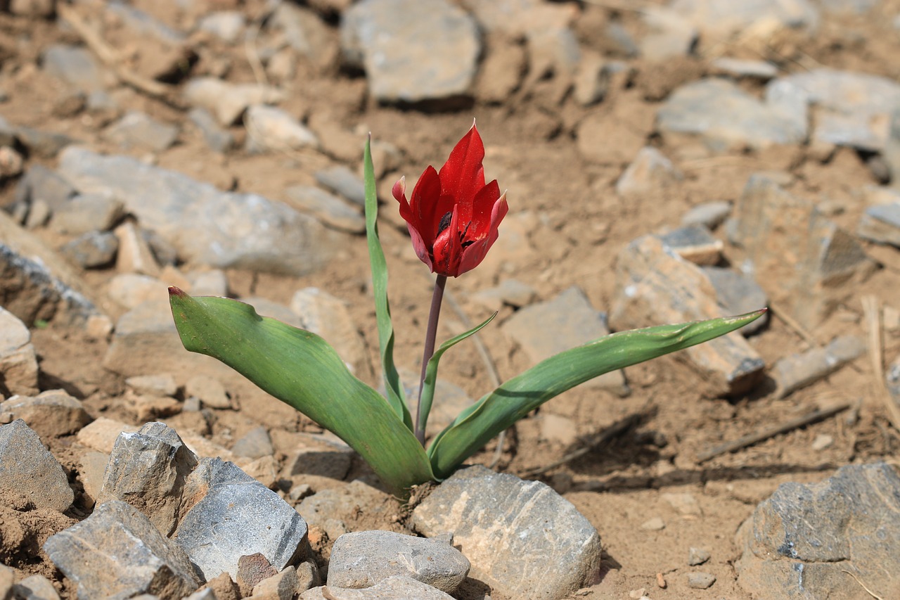 green red flower free photo