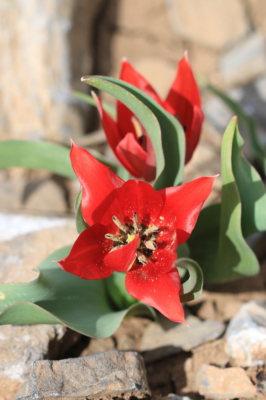 green red flower free photo