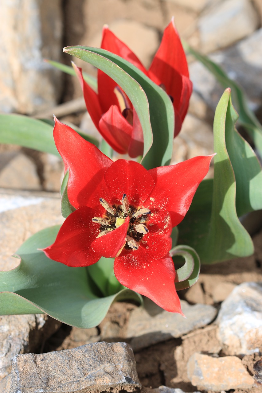 green red flower free photo