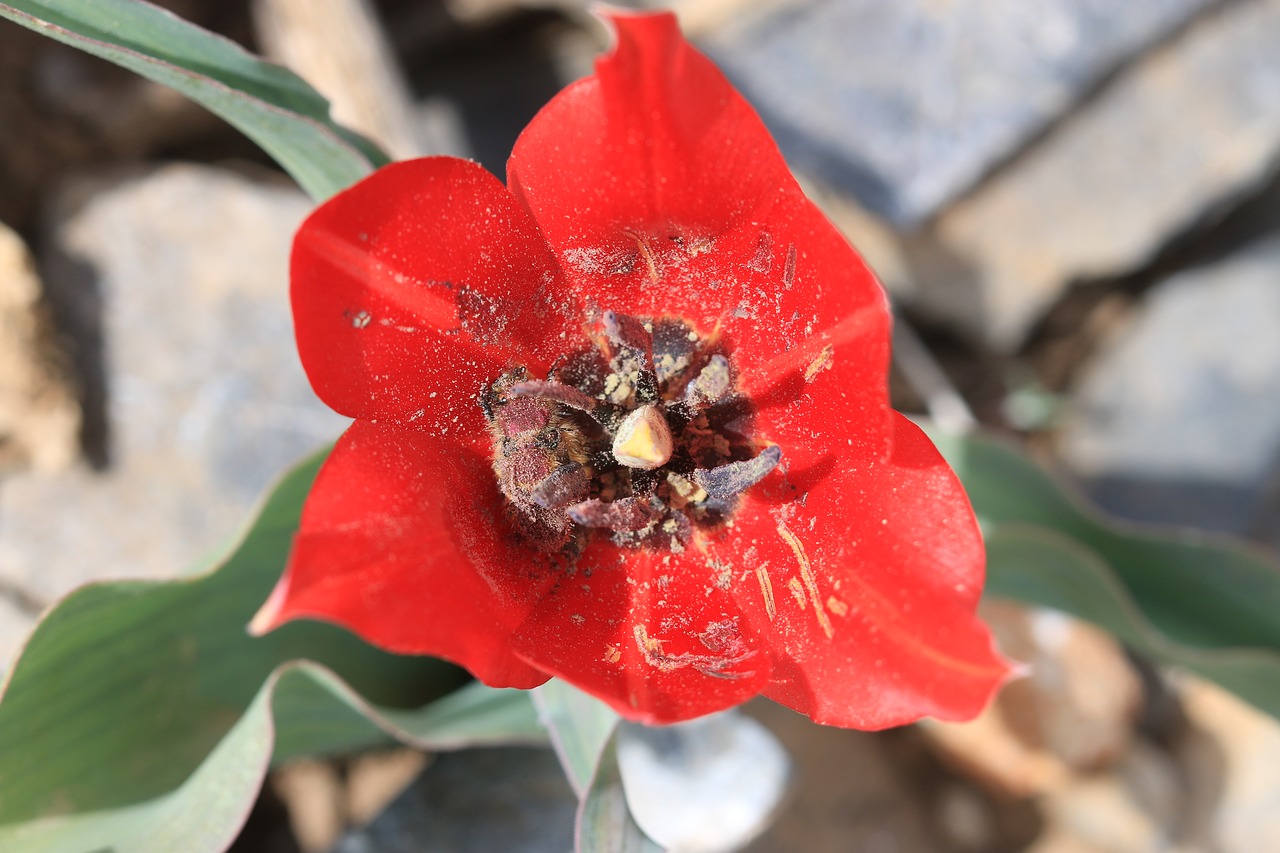 green red flower free photo