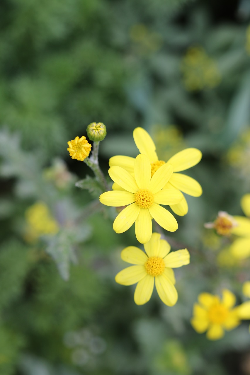 green yellow flower free photo