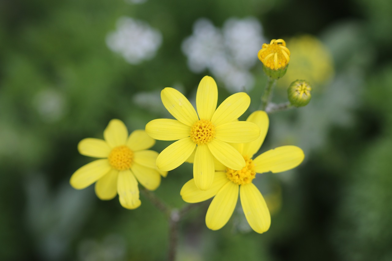 green yellow flower free photo