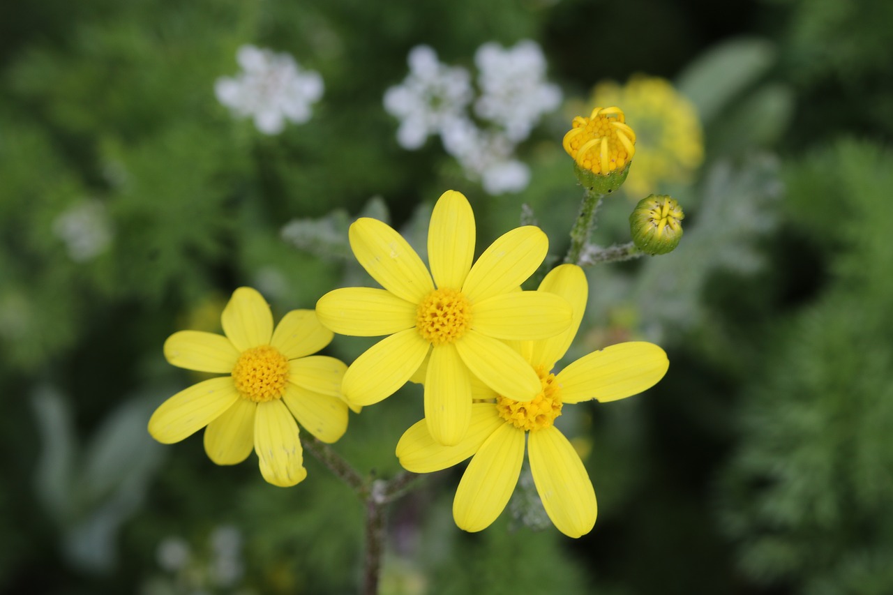 green yellow flower free photo