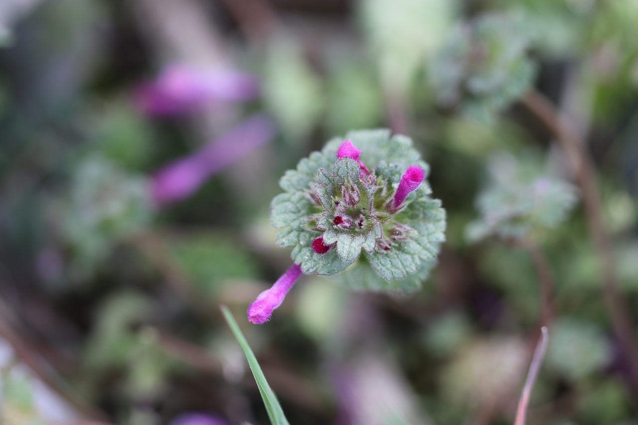 green pink flower free photo