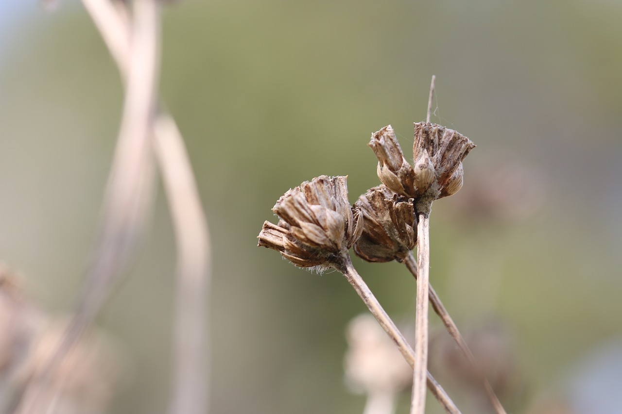 green flower garden free photo