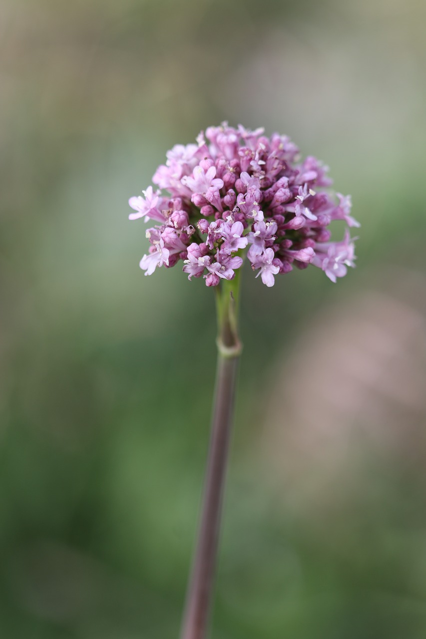 green pink flower free photo