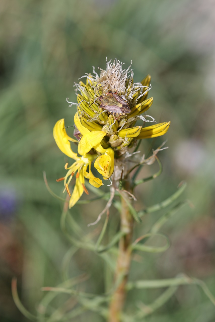 green yellow flower free photo