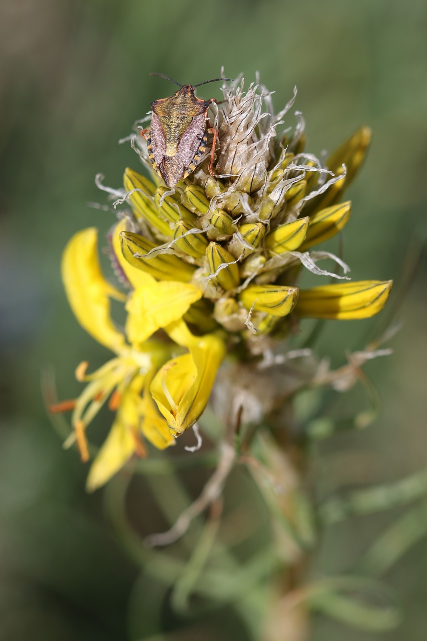 green yellow flower free photo