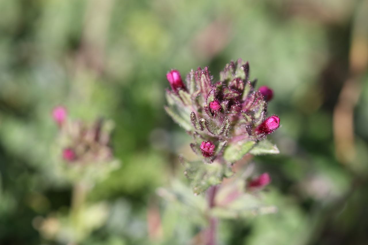 green pink flower free photo