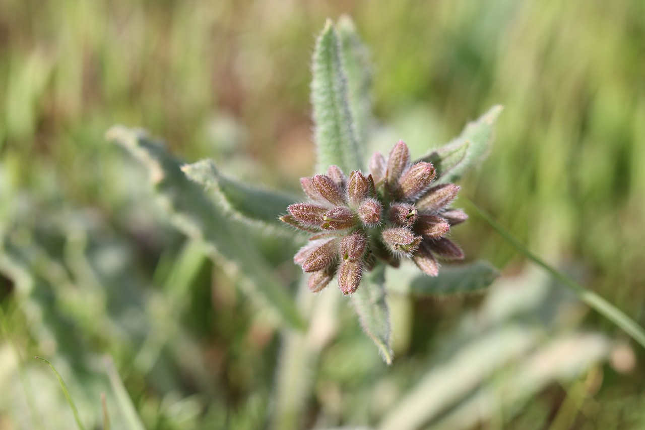 green flower garden free photo