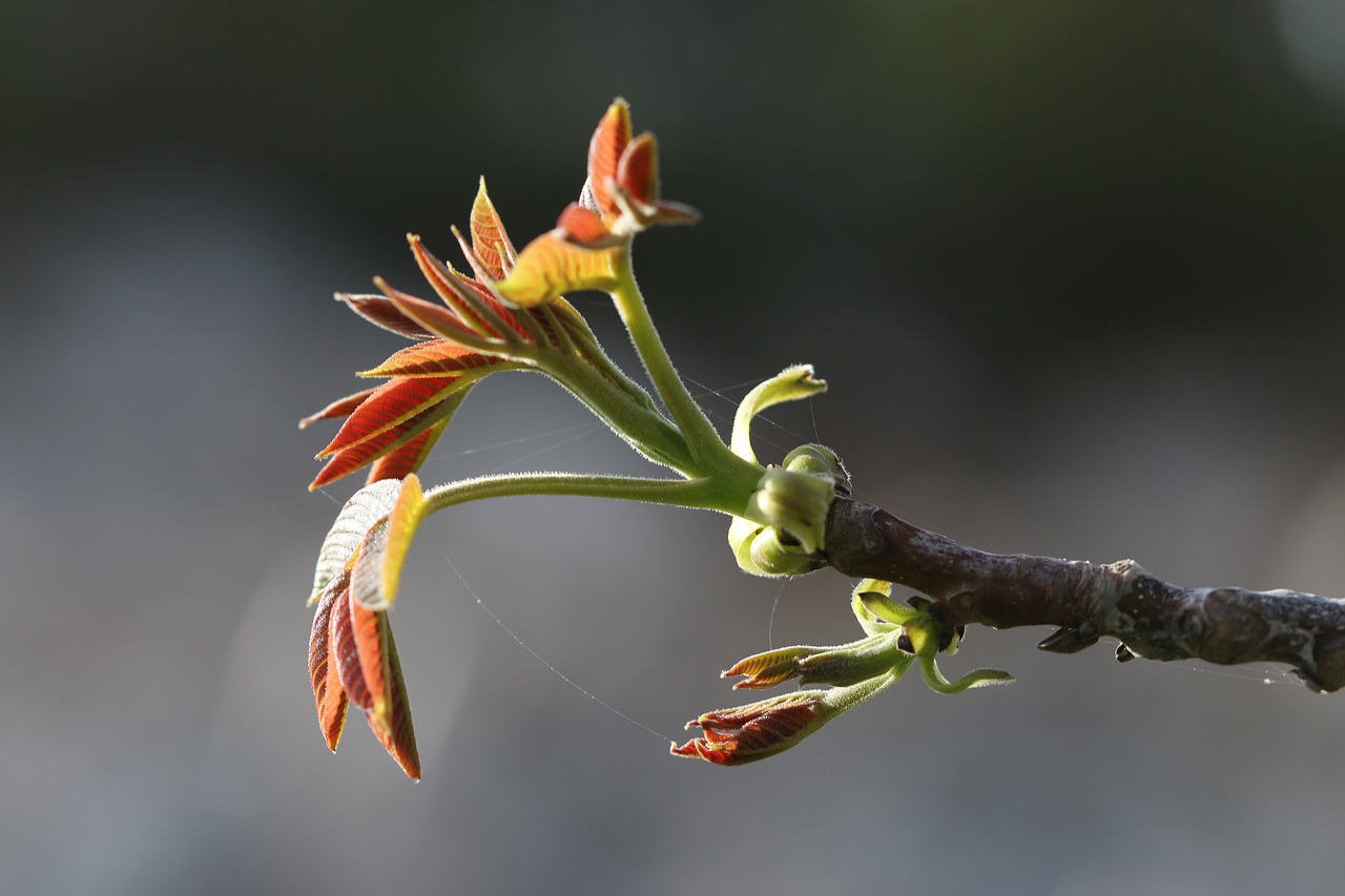 green flower garden free photo