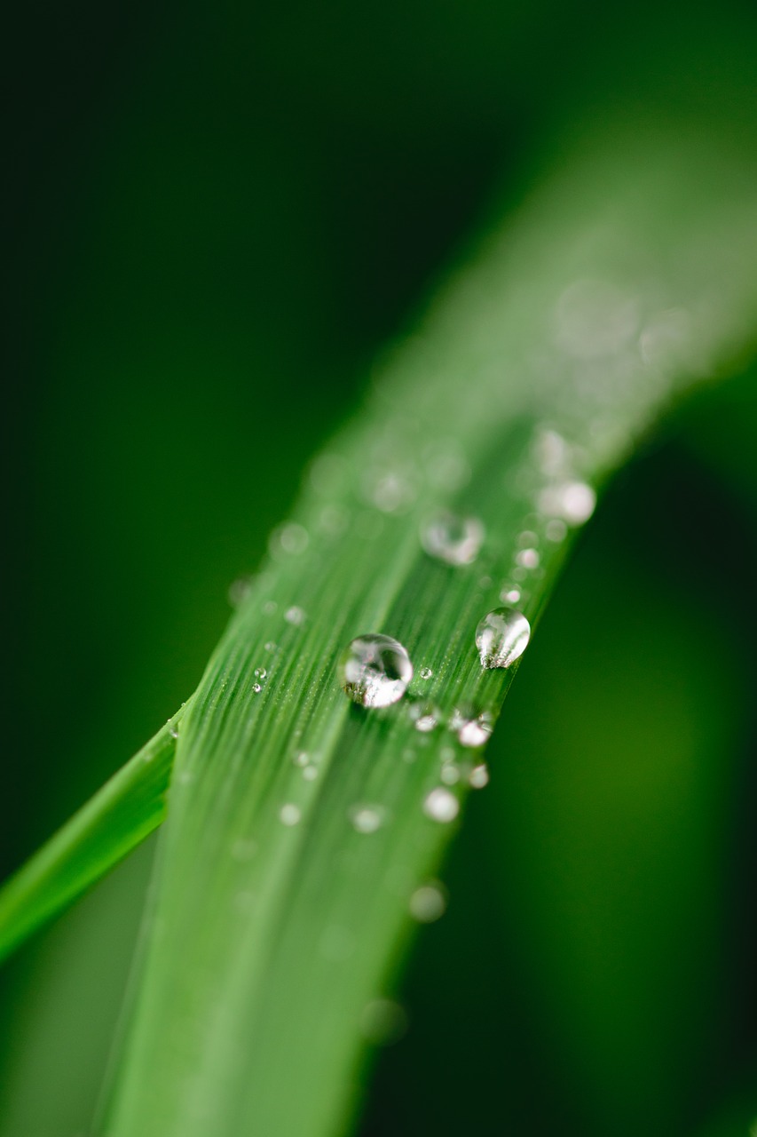 green water leaf free photo