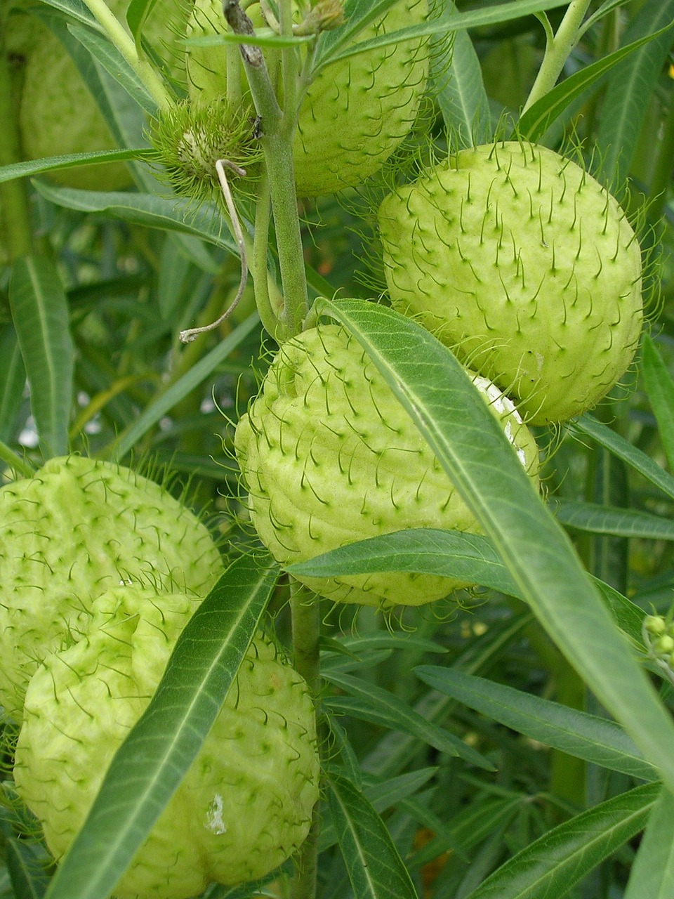 green plant botanical free photo