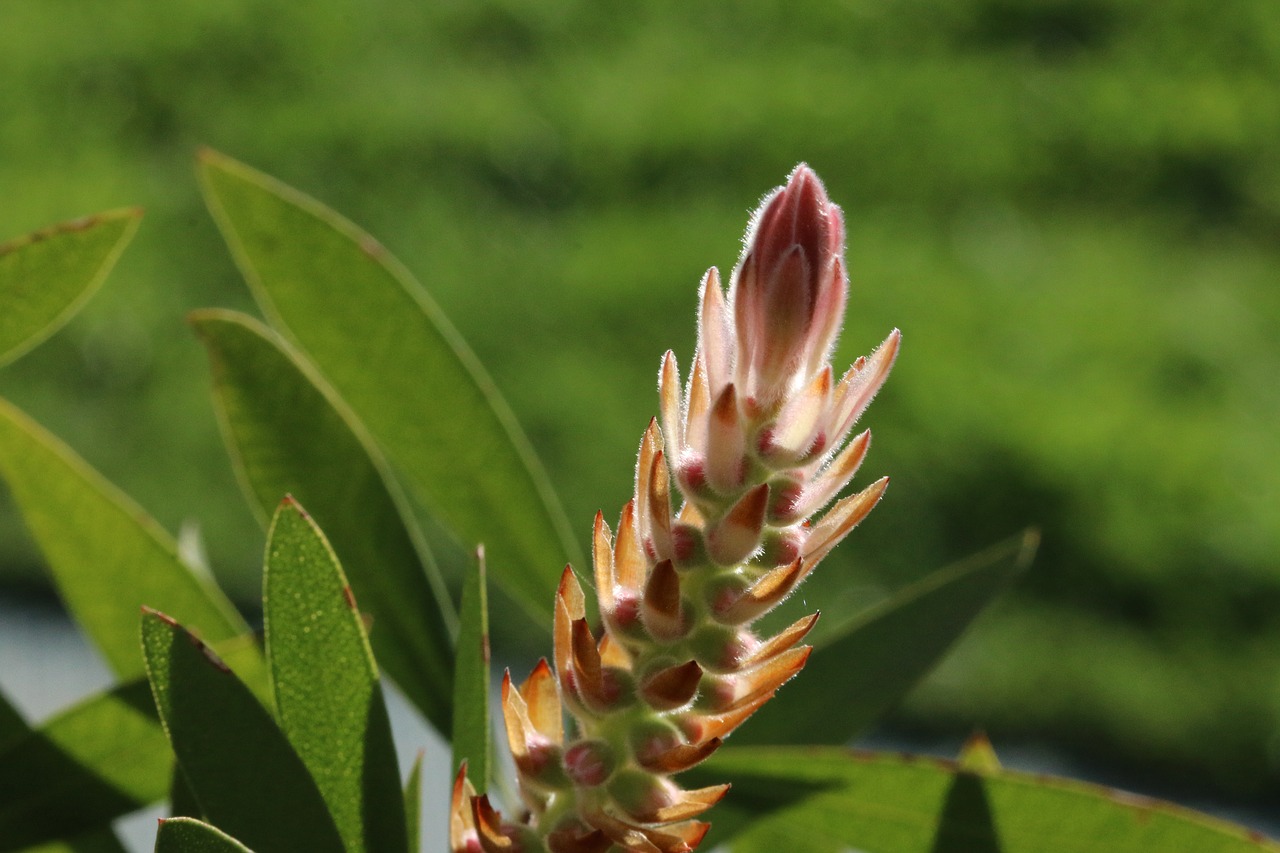 green flower garden free photo