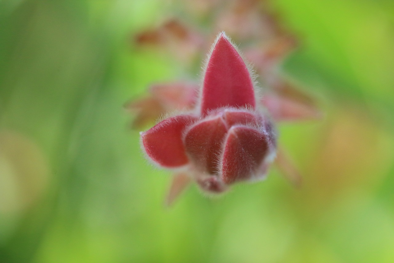 green flower garden free photo