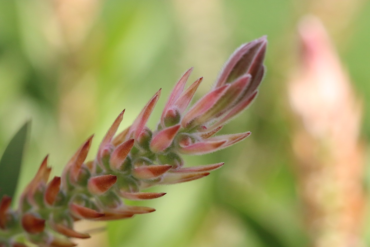 green flower garden free photo