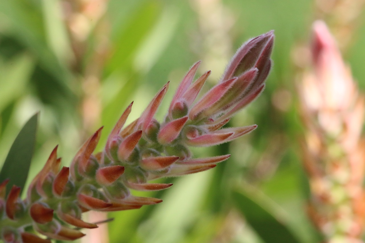 green flower garden free photo