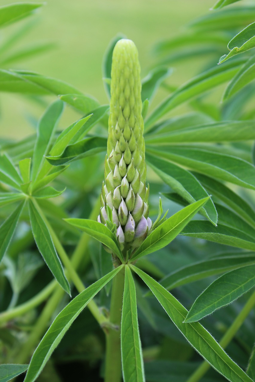 green macro garden free photo