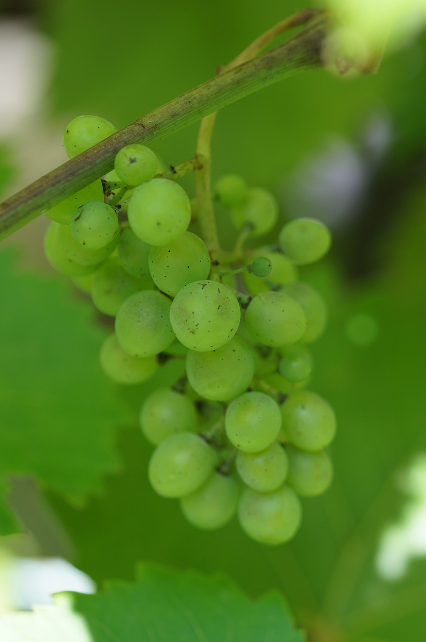 green wine vine free photo