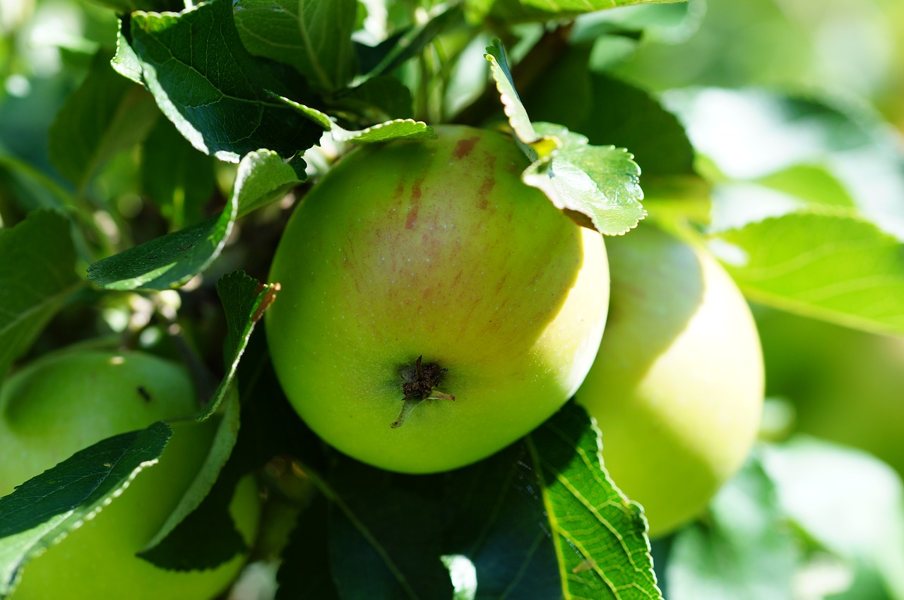 Яблоня с зелеными яблоками