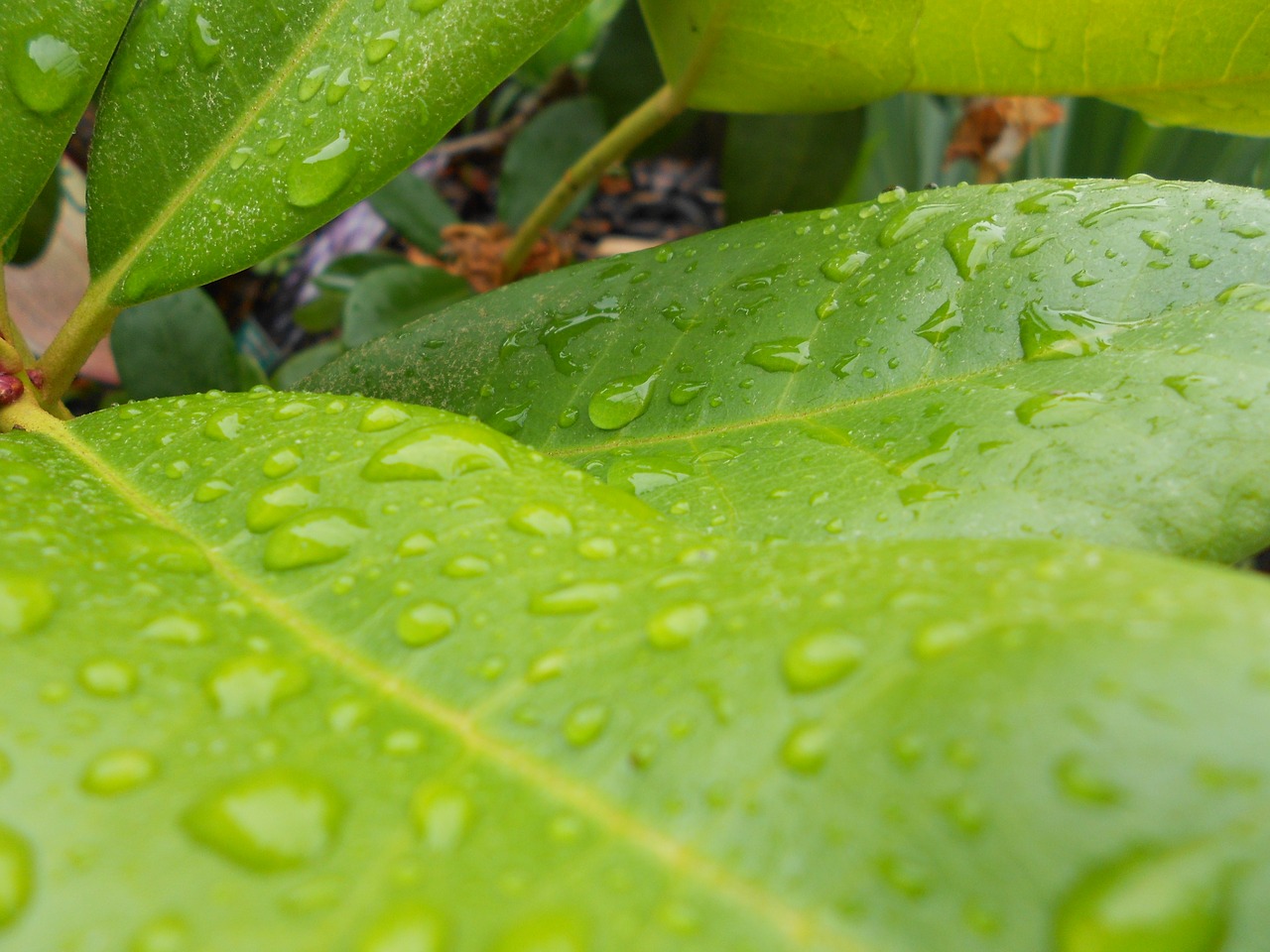 green plant dewdrop free photo