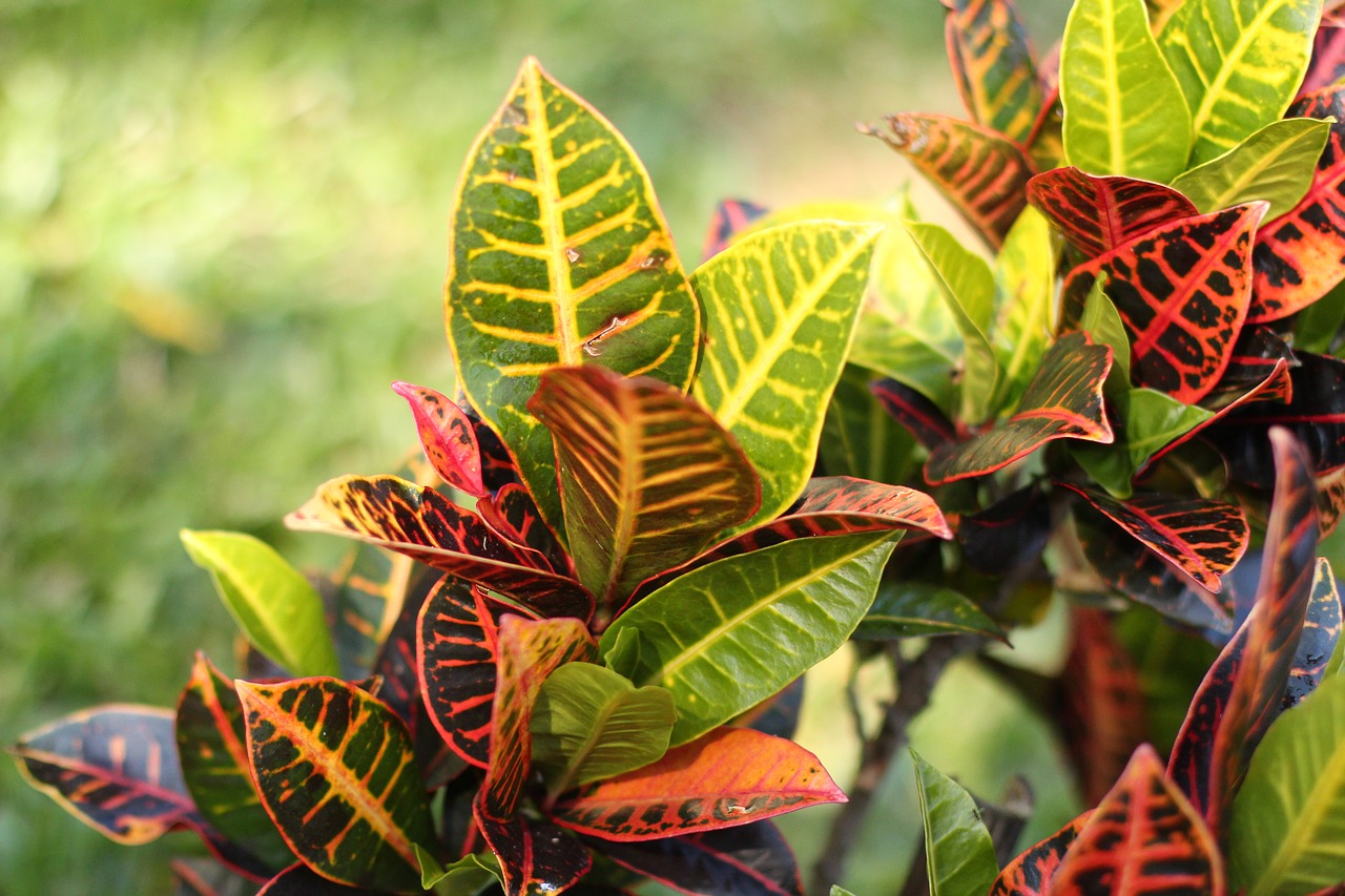 green vegetation plants free photo