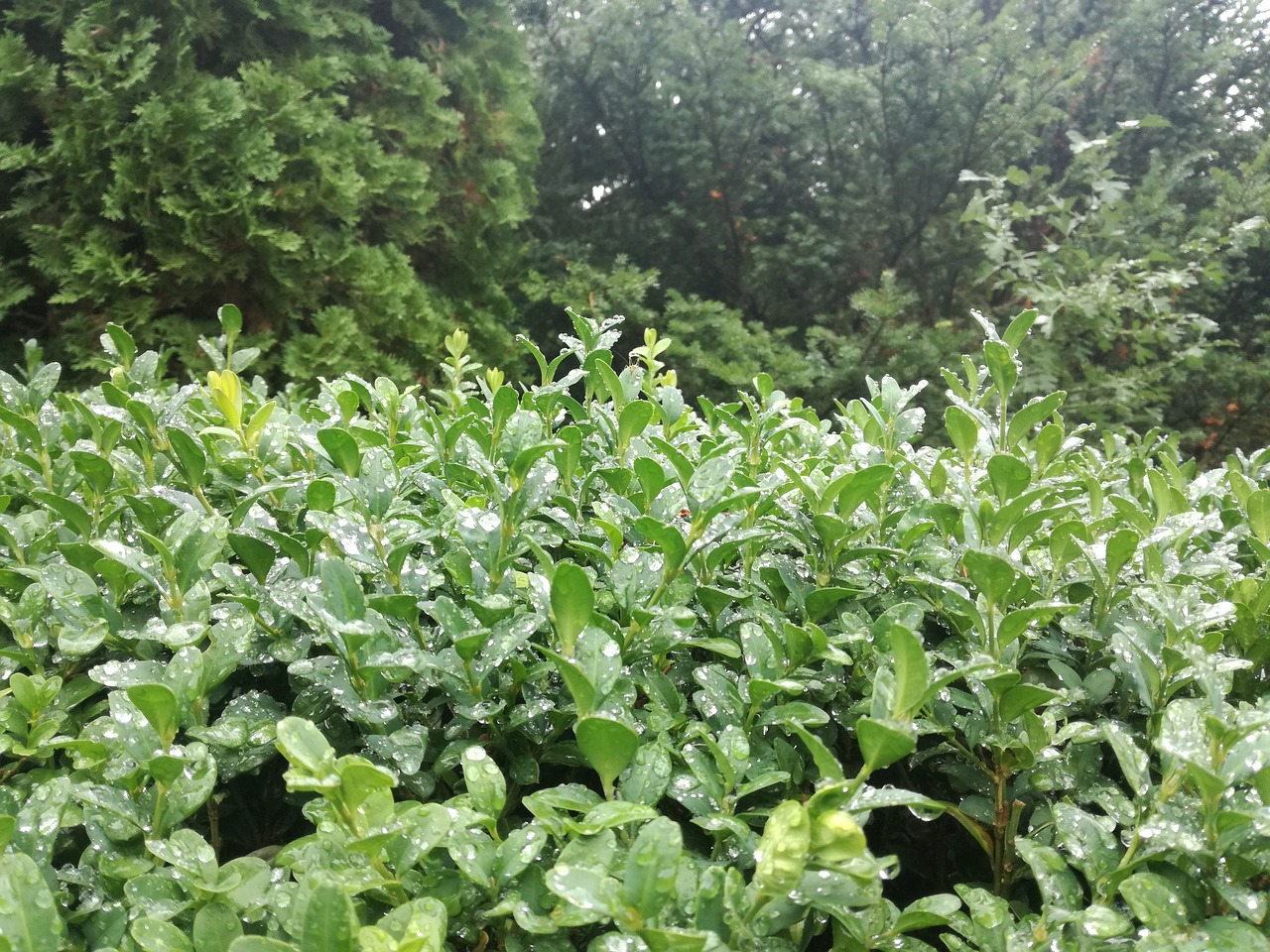 green forest after rain free photo