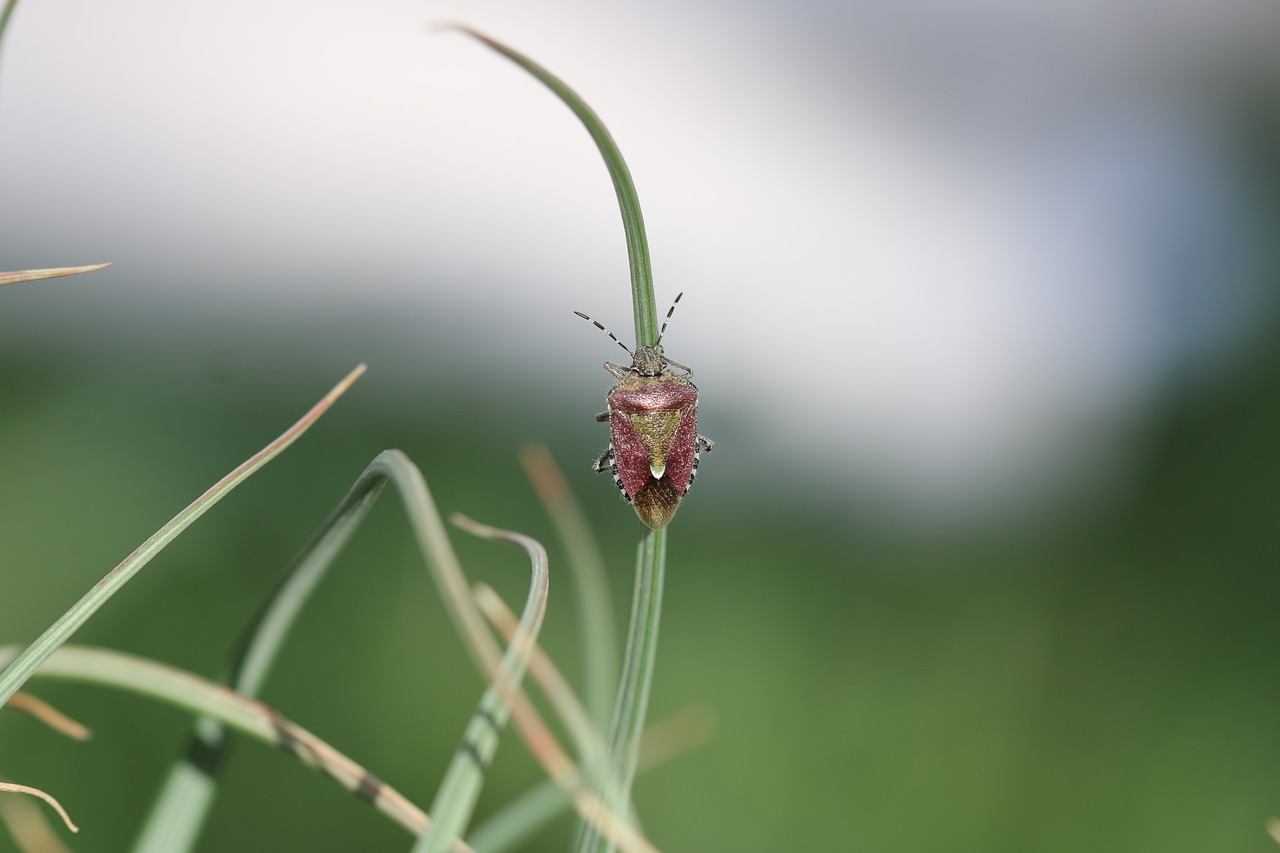 green insect leaves free photo