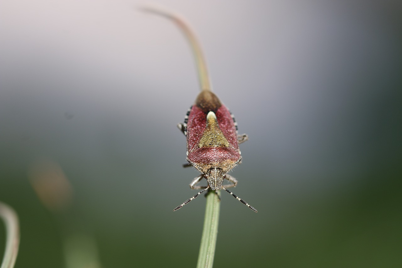 green insect leaves free photo