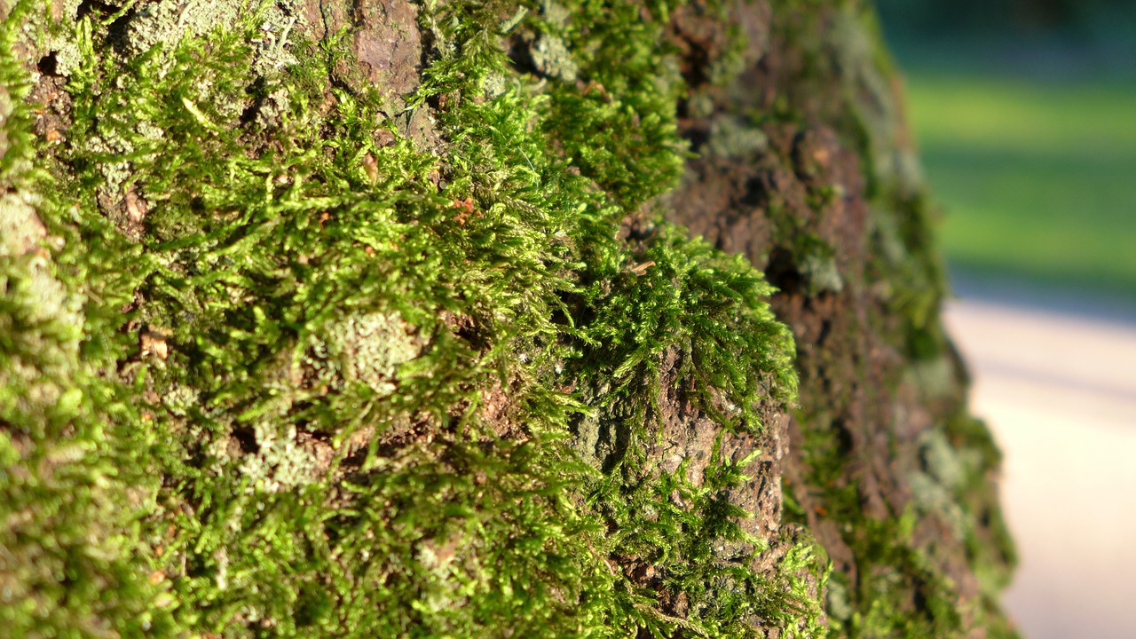 green log moss free photo